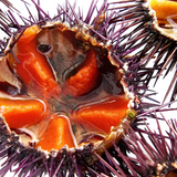 Sea Urchin Roes in Brine Serrats 50g Tin | Huevas de Erizo de Mar Serrats 50 g - La despensa